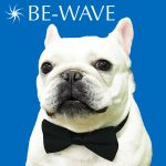 【終了】アレ君8thバースデーパーティー in BE-WAVE横浜